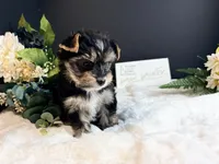 Black girl, a female Yorkshire Terrier for sale in Royse City, TX – 5 of 10