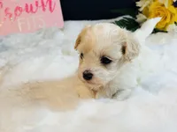 Cream girl, a female Maltipoo for sale in Royse City, TX – 3 of 10