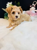 Goldie , a female Morkie for sale in Royse City, TX – 4 of 7