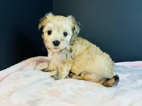 Morkie, a female Morkie for sale in Royse City, TX – 7 of 10