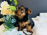 Black tan boy, a male Yorkshire Terrier for sale in Royse City, TX – 10 of 10