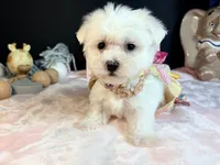 Maltese 2 female , a female Maltese for sale in Royse City, TX – 6 of 6