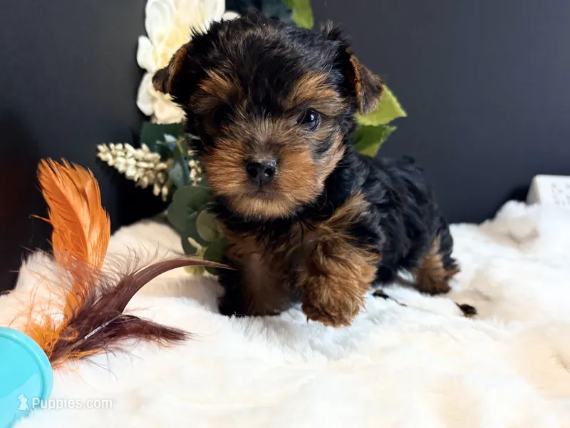 Black tan boy – Yorkshire Terrier puppy for sale in Royse City, TX