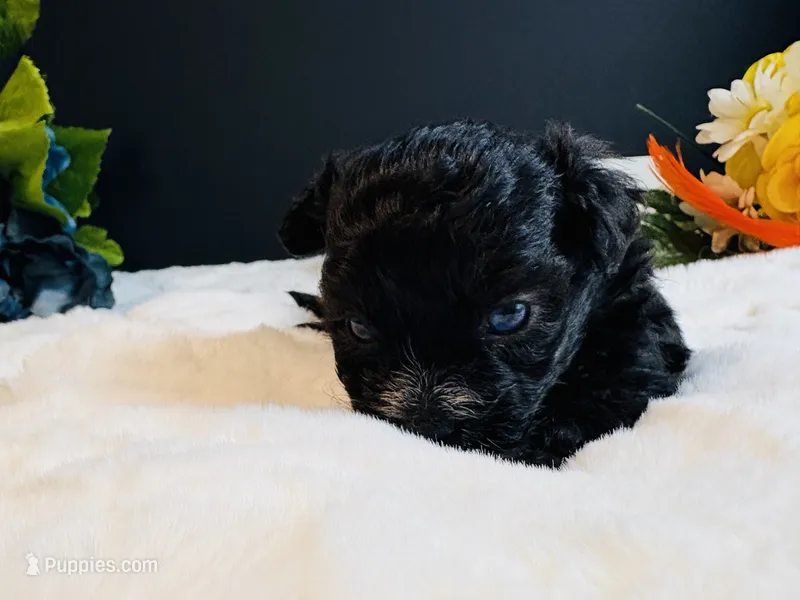 Tiny Male blue eyes – Maltipoo puppy for sale in Royse City, TX