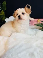 Sadie, a female Morkie for sale in Royse City, TX – 2 of 5