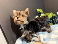 Teacup Male, a male Yorkshire Terrier for sale in Royse City, TX – 5 of 9