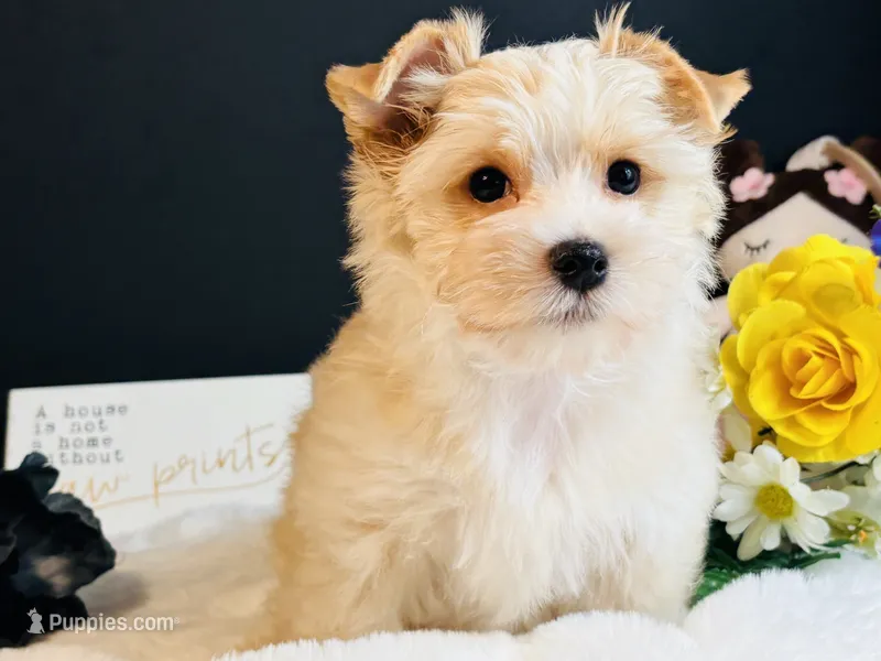 Gold girl  – Yorkshire Terrier puppy for sale in Royse City, TX