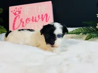 Tiny blue eye girl, a female Maltipoo for sale in Royse City, TX – 6 of 8