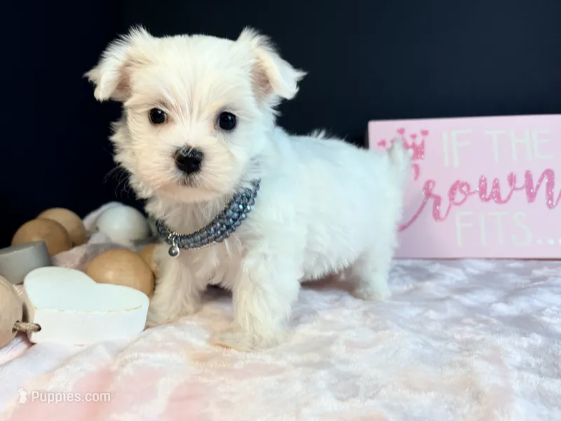 Female 3  – Maltese puppy for sale in Royse City, TX