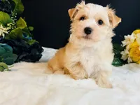 Gold girl , a female Yorkshire Terrier for sale in Royse City, TX – 3 of 8