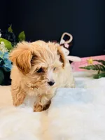 Goldie , a female Morkie for sale in Royse City, TX – 3 of 7