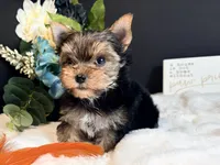 Tiny boy, a male Yorkshire Terrier for sale in Royse City, TX – 5 of 8