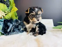 Black girl, a female Yorkshire Terrier for sale in Royse City, TX – 10 of 10