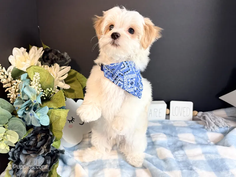 Scooter – Morkie puppy for sale in Royse City, TX