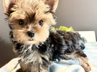 Teacup Male, a male Yorkshire Terrier for sale in Royse City, TX – 4 of 9