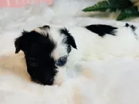 Tiny blue eye girl, a female Maltipoo for sale in Royse City, TX – 4 of 8