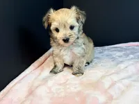 Morkie, a female Morkie for sale in Royse City, TX – 9 of 10