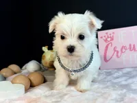 Female 3 , a female Maltese for sale in Royse City, TX – 2 of 9