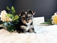Black girl, a female Yorkshire Terrier for sale in Royse City, TX – 4 of 10