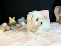 Maltese 2 female , a female Maltese for sale in Royse City, TX – 2 of 6