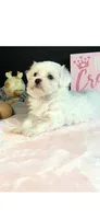 Sweetie , a female Maltese for sale in Royse City, TX – 3 of 5