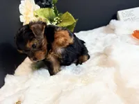 Black tan boy, a male Yorkshire Terrier for sale in Royse City, TX – 6 of 10