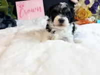 Tri girl, a female Maltipoo for sale in Royse City, TX – 6 of 8