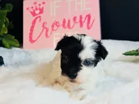 Tiny blue eye girl, a female Maltipoo for sale in Royse City, TX – 3 of 8