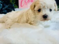 Cream girl, a female Maltipoo for sale in Royse City, TX – 6 of 10