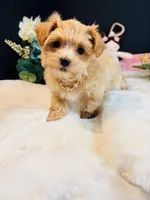 Goldie , a female Morkie for sale in Royse City, TX – 5 of 7