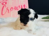 Tiny blue eye girl, a female Maltipoo for sale in Royse City, TX – 7 of 8