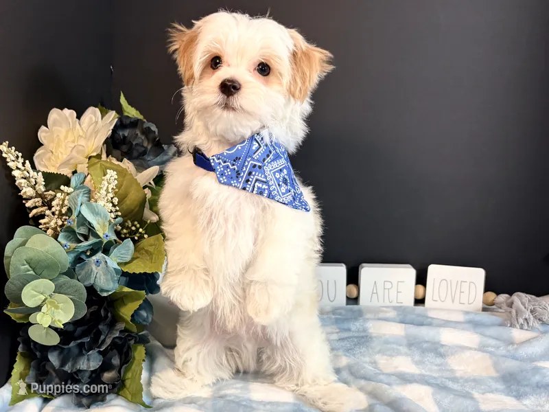 Scooter – Morkie puppy for sale in Royse City, TX