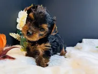 Black tan boy, a male Yorkshire Terrier for sale in Royse City, TX – 9 of 10