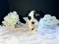 Waffles , a female Morkie for sale in Royse City, TX – 3 of 10