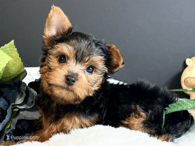 Black tan boy – Yorkshire Terrier puppy for sale in Royse City, TX