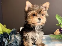 Teacup Male, a male Yorkshire Terrier for sale in Royse City, TX – 7 of 9
