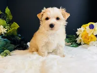 Gold girl , a female Yorkshire Terrier for sale in Royse City, TX – 7 of 8