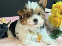 Tabitha tiny , a female Yorkshire Terrier for sale in Royse City, TX – 5 of 10