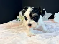 Waffles , a female Morkie for sale in Royse City, TX – 5 of 10