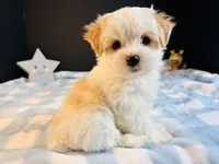 Scooter, a male Morkie for sale in Royse City, TX – 5 of 6