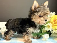 Teacup Male, a male Yorkshire Terrier for sale in Royse City, TX – 6 of 9