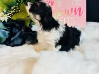 Tri girl, a female Maltipoo for sale in Royse City, TX – 7 of 8