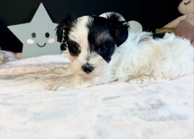 Waffles  – Morkie puppy for sale in Royse City, TX