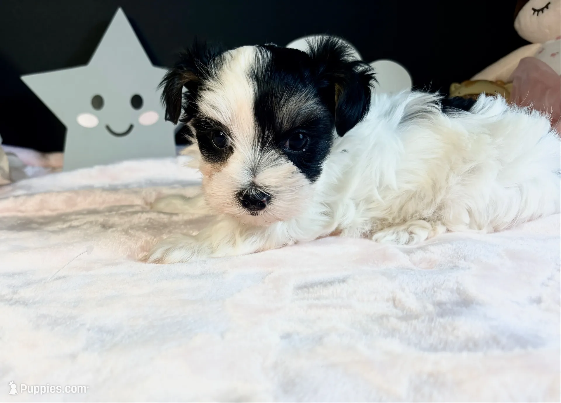 Waffles , a female Morkie for sale in Royse City, TX – 1 of 10