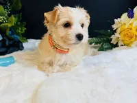 Gold girl , a female Yorkshire Terrier for sale in Royse City, TX – 4 of 8