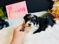 Tri girl, a female Maltipoo for sale in Royse City, TX – 3 of 8