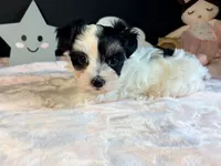 Waffles , a female Morkie for sale in Royse City, TX – 10 of 10