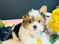 Tabitha tiny , a female Yorkshire Terrier for sale in Royse City, TX – 4 of 10