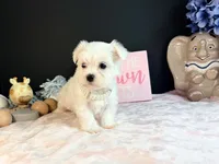 Female 3 , a female Maltese for sale in Royse City, TX – 4 of 9