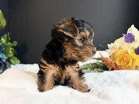 Black tan boy, a male Yorkshire Terrier for sale in Royse City, TX – 8 of 10